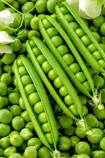 Green Peas (Garden Peas)