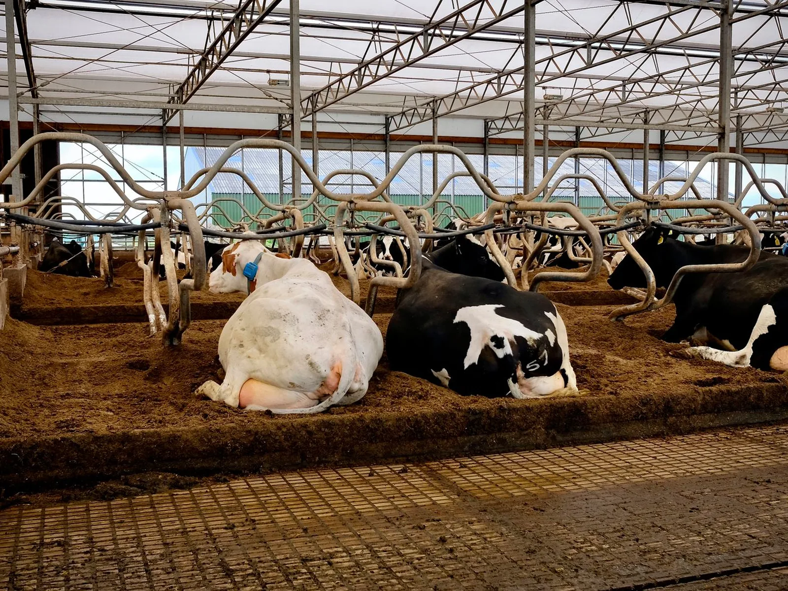 The Farmora dairy barn