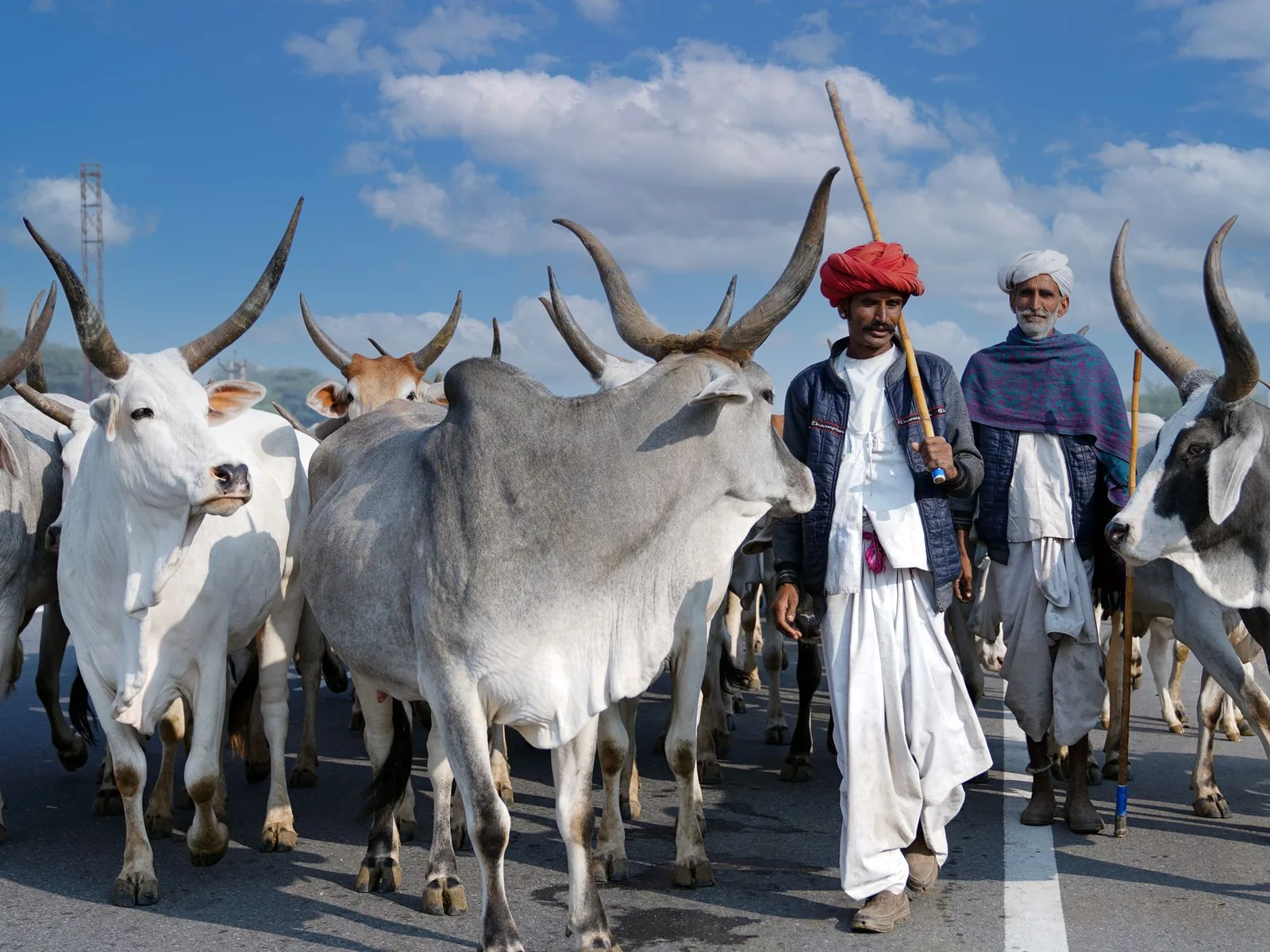 A Farmora farmer with the herd