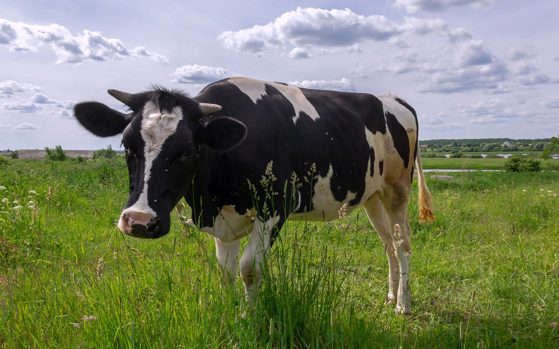 A cow grazing on the Farmora pasture