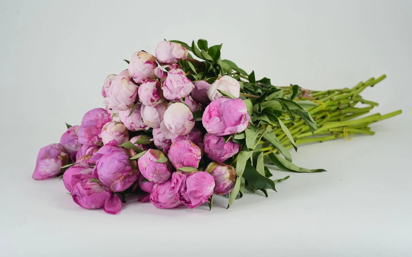 Peonies in soft morning light