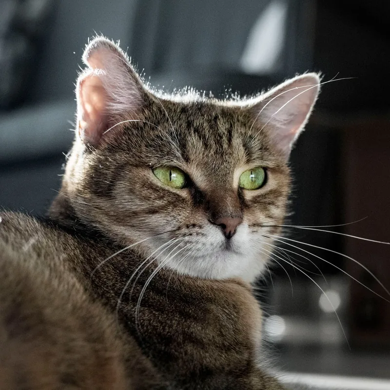 A tabby cat