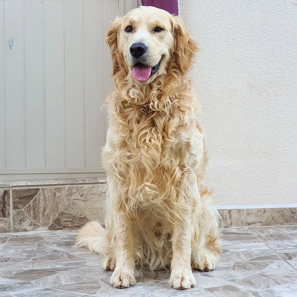 A happy golden retriever