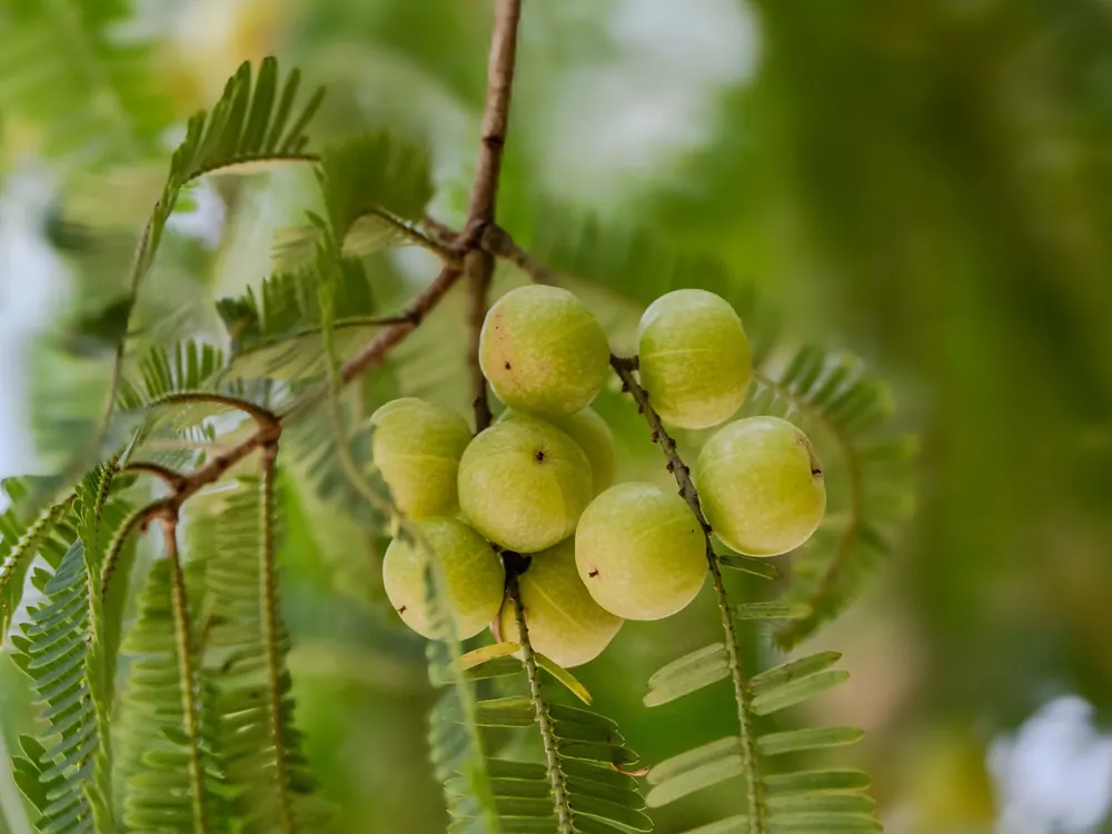 Amla