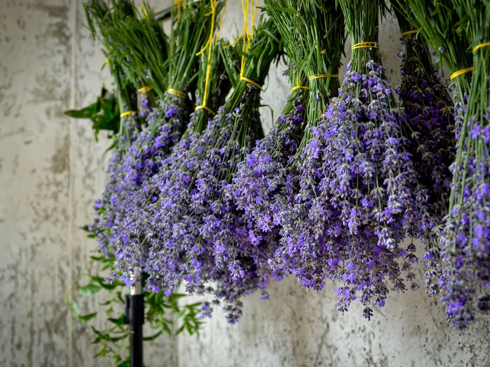 Lemon balm and lavender