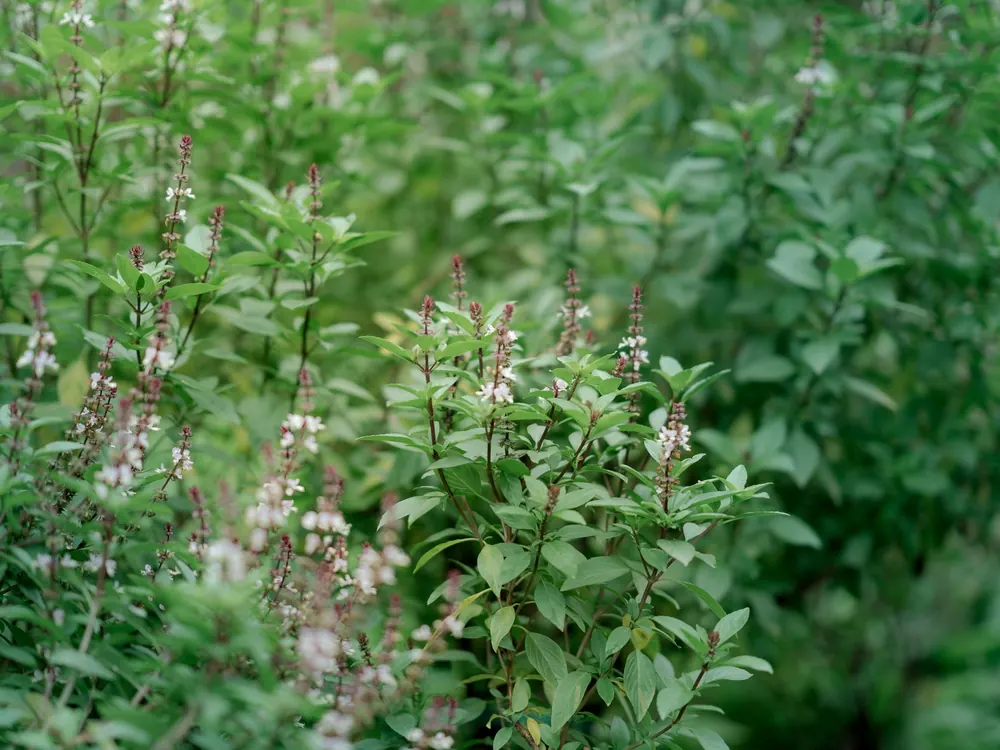 Tulsi