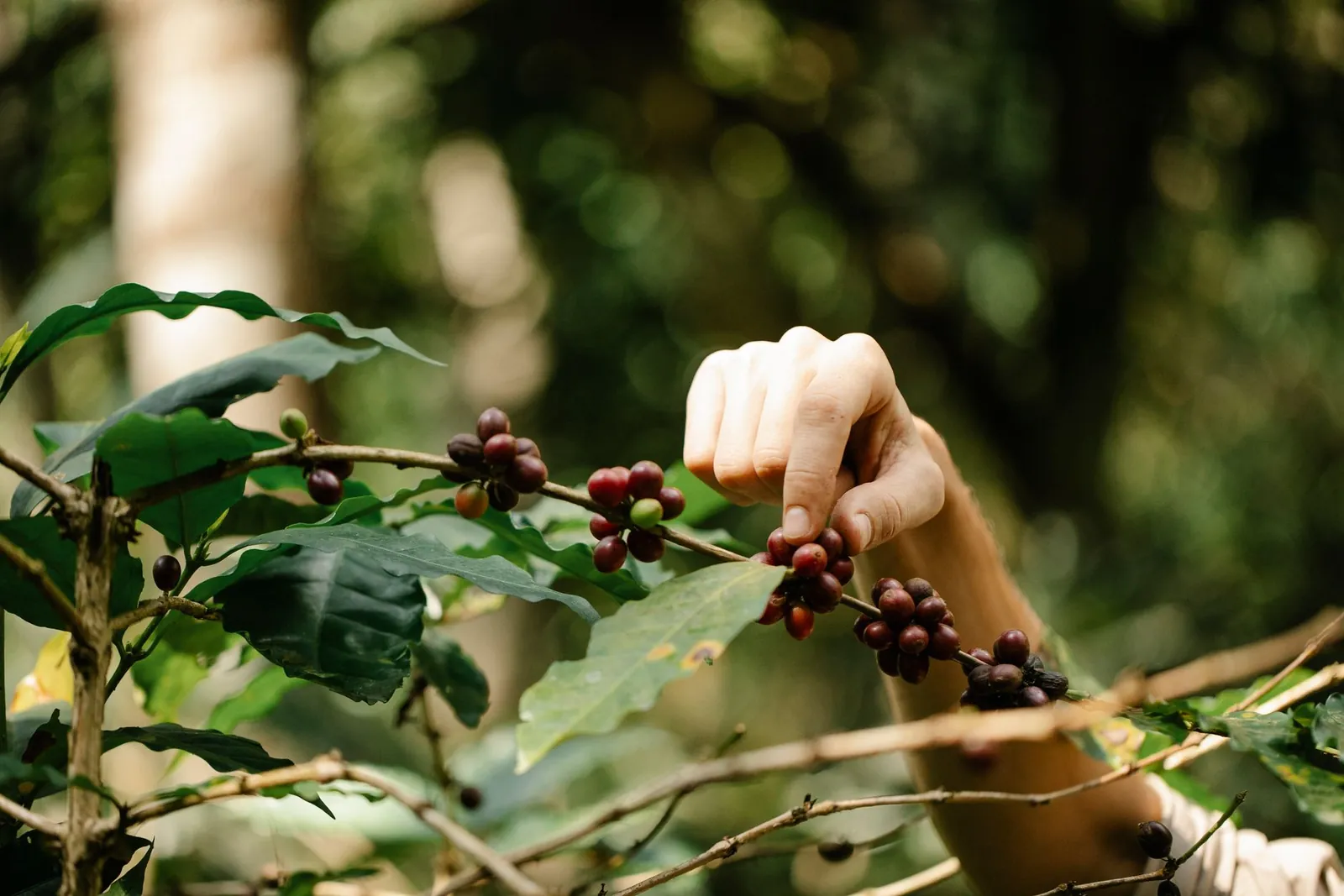 Picking coffee cherry
