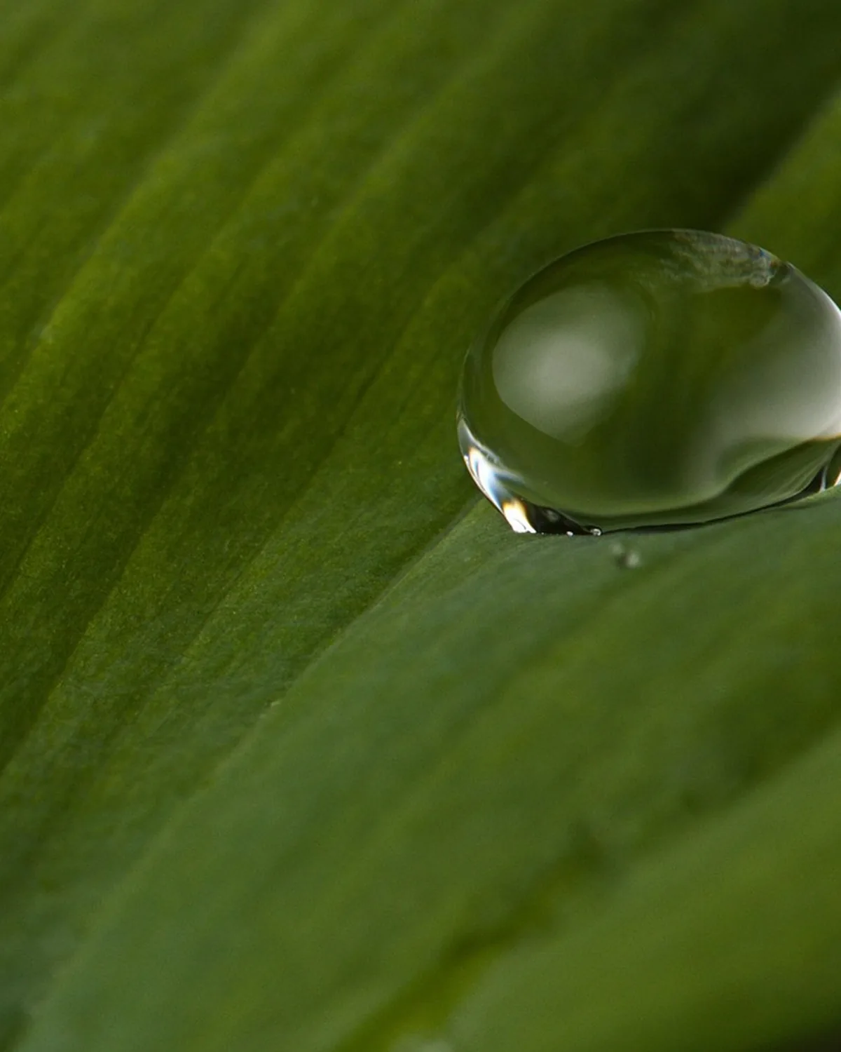 Deep Hydration Hyaluronic Serum