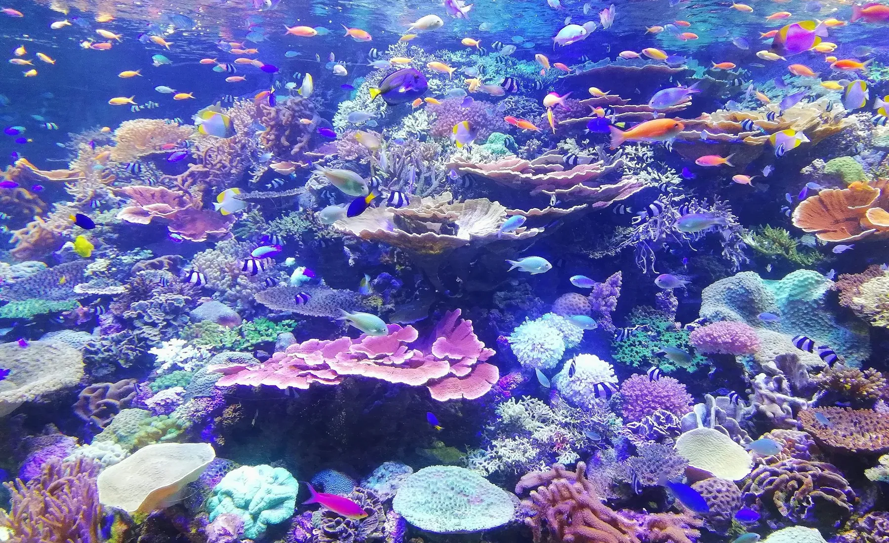 A reef aquarium full of fish and coral