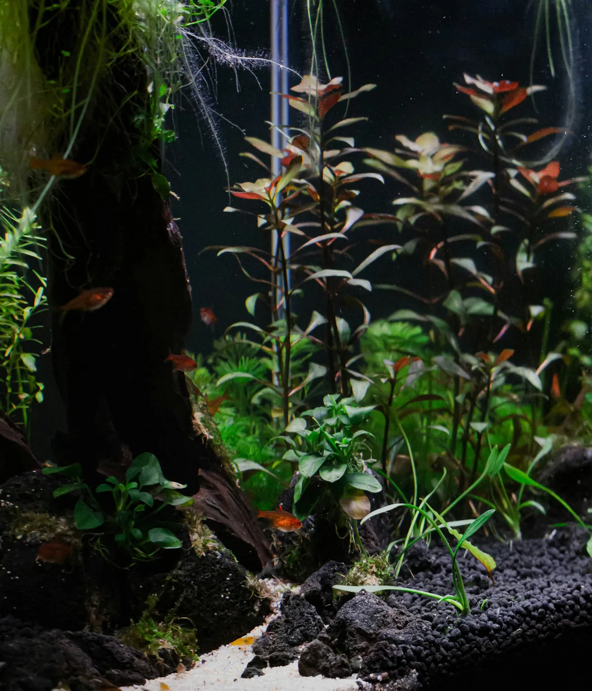 A planted aquarium in the Tidewell fish room