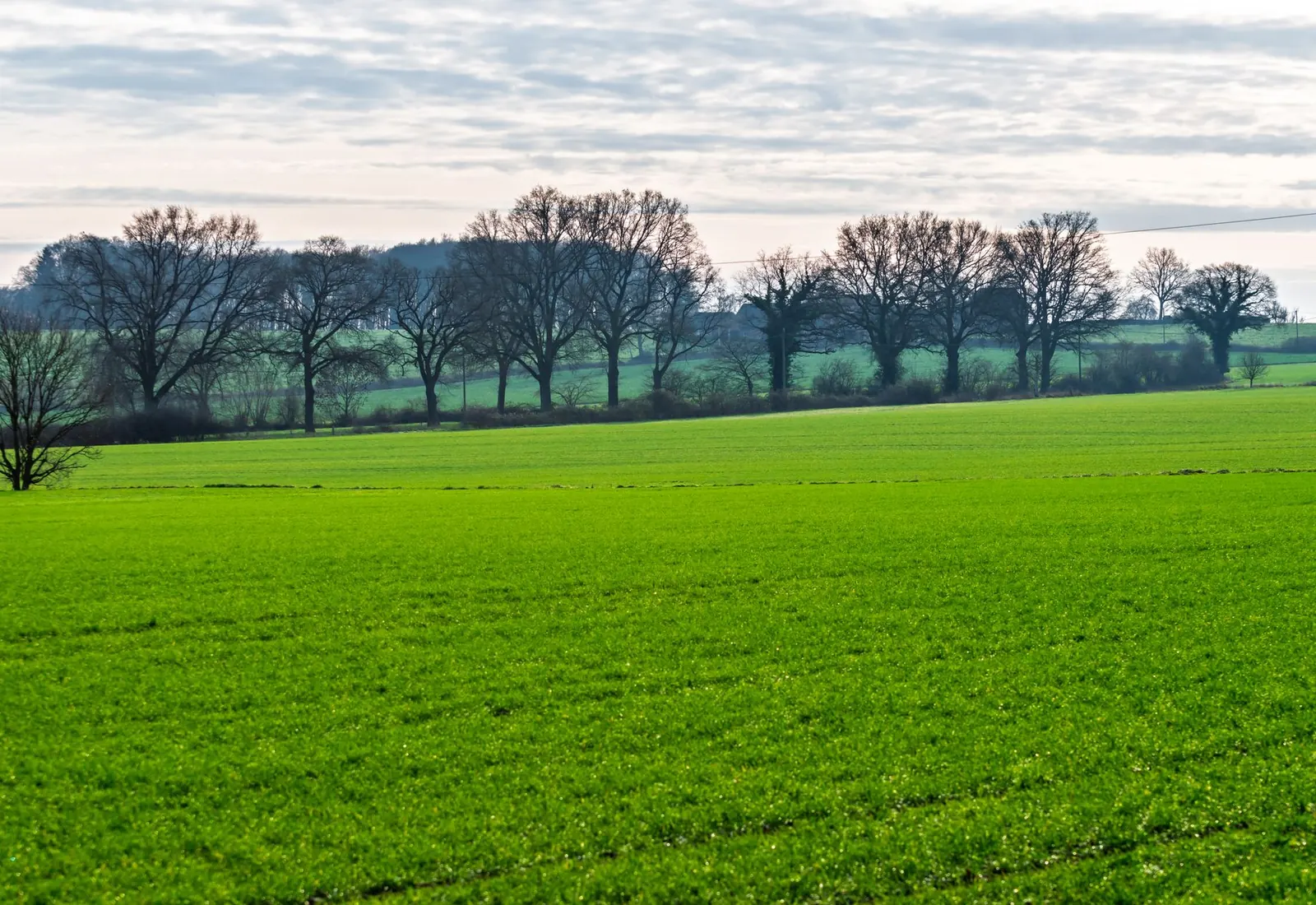 Plot 14, Alder Fields