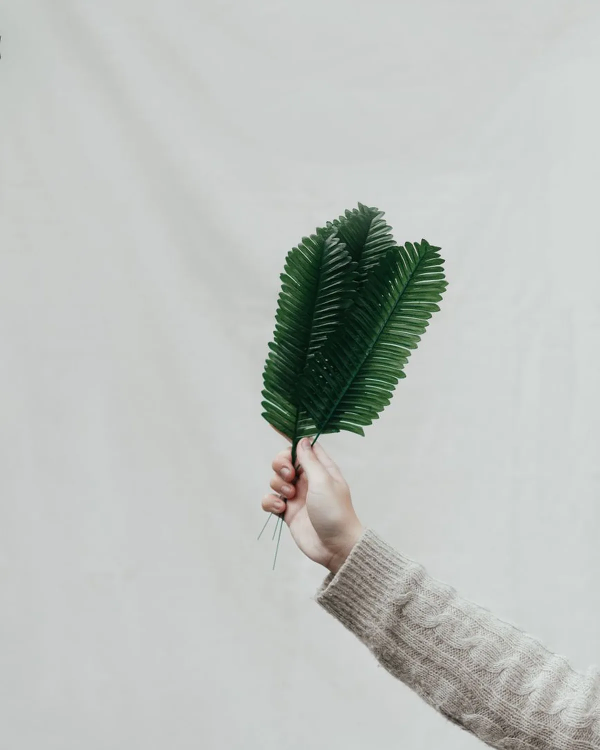 Monstera leaf against a white wall